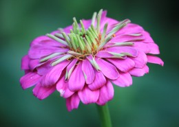 多色美艳万寿菊图片