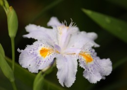 淡紫色鸢尾花图片