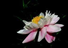 淡雅迷人芍药花图片