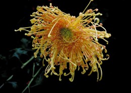 秋日热烈绽放的菊花图片大全