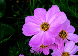 淡紫色波斯菊图片