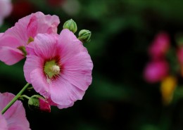 各种颜色的蜀葵花图片