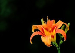 金色萱草花图片