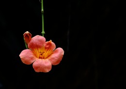 橙色凌霄花图片大全