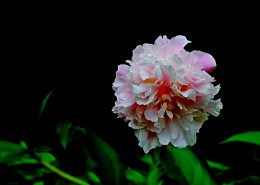 秀美芍药花图片