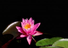 端庄大气睡莲图片