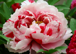 高贵的牡丹花图片大全