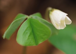 漂亮的白色野花图片大全