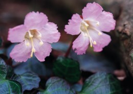 粉色系野花图片