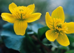 漂亮的黄色野花图片