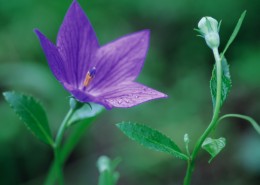 迷人的紫色野花图片