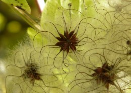 藤本花卉皇后之铁线莲图片