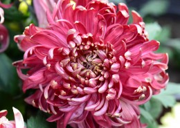 美艳菊花图片大全