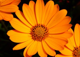 富含多种维生素的金盏花图片