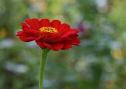 红色和紫色的万寿菊图片