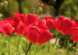 火红郁金香