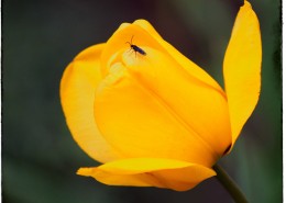 冠以世界花后为名的郁金香图片