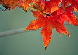 唯美秋日枫叶图片