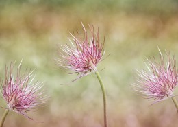 唯美植物白头翁图片大全