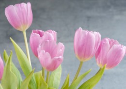 浅烟色郁金香图片