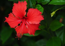 红色的扶桑花图片