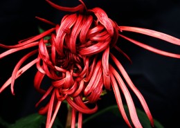 多姿多彩的菊花图片大全