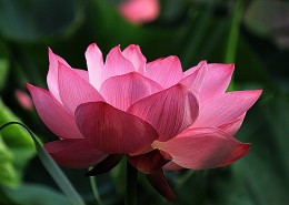 出淤泥而不染的荷花图片