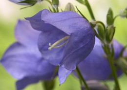 色彩斑斓的鲜花图片