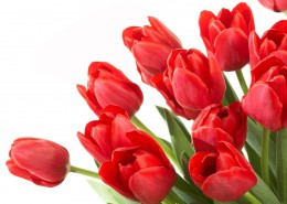 清新高雅的郁金香图片