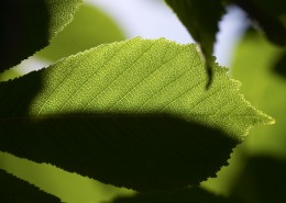 清新的叶脉花草图片