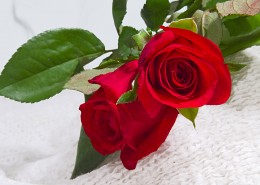 优雅的玫瑰花图片