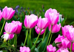 优雅的郁金香图片