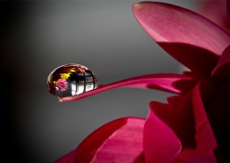 花瓣上的晶莹露珠图片