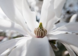 洁白如玉白玉兰图片