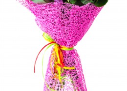 美丽的花束图片