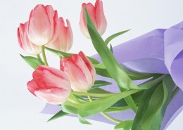 迷人的郁金香图片