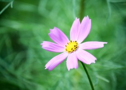 格桑花图片大全
