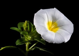 清新的牵牛花图片大全