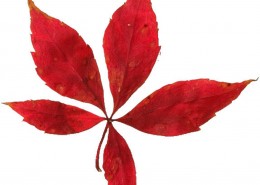 如花的红色枫叶图片大全