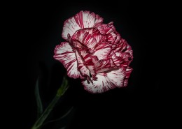 柔美多色康乃馨图片