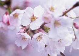 鲜艳的海棠花图片