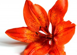 五颜六色的百合花图片