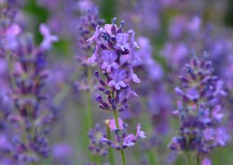 紫色薰衣草图片