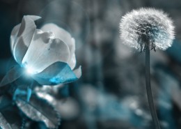 唯美蒲公英图片