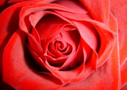 娇艳红色玫瑰花图片