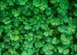 碧绿的四叶草图片