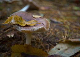 森林中的野生蘑菇图片大全