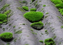 瓦上的苔藓图片