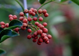花椒树图片