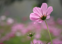 粉色波斯菊图片
